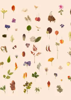Project Z61010 Hellrosa Herbarium Blumen Tapetenpaneel 15m²