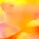 Project Z61012-2 Gelb Orange Pop Flowers Tapetenpaneel 15m²