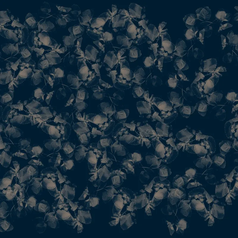 Panneau papier peint feuillage (Foliage) dense effet aquarelle tons beige pâle sur fond bleu nuit Z61015-3.